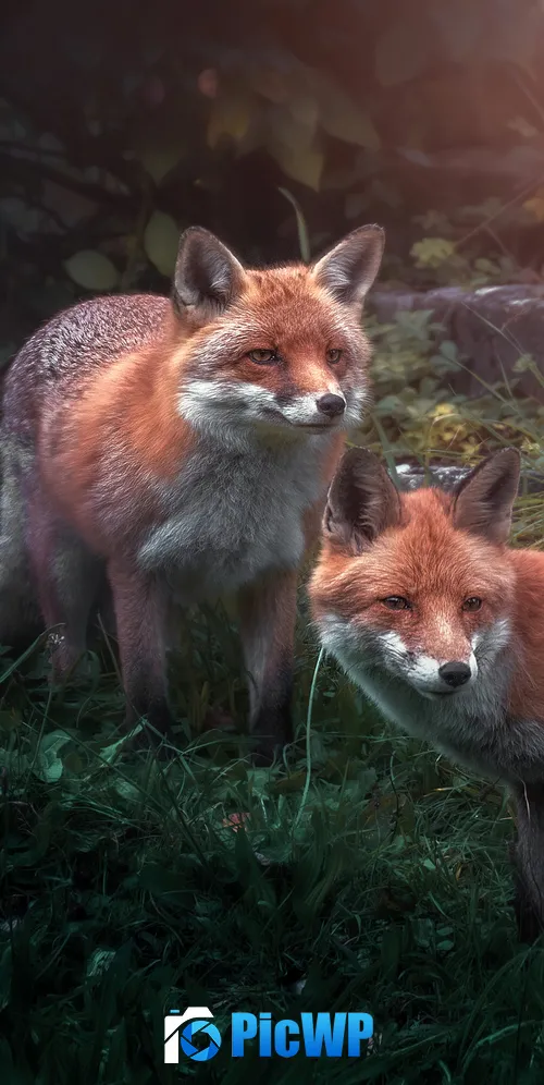 Red fox Wild animals 3K Mobile Wallpaper