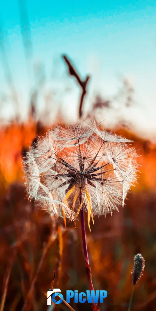 Dandelion flower Summer 3K Mobile Wallpaper