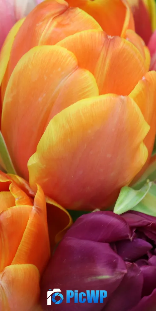 Tulips Colorful 3K Mobile Wallpaper