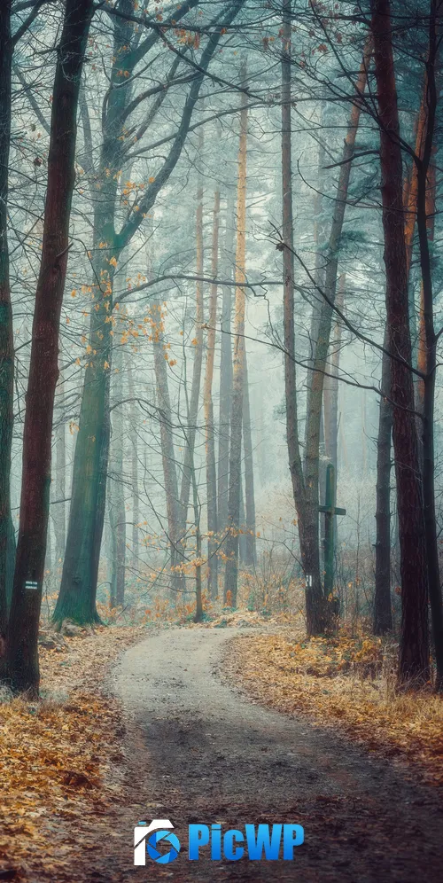 Poland Forest 3K Mobile Wallpaper