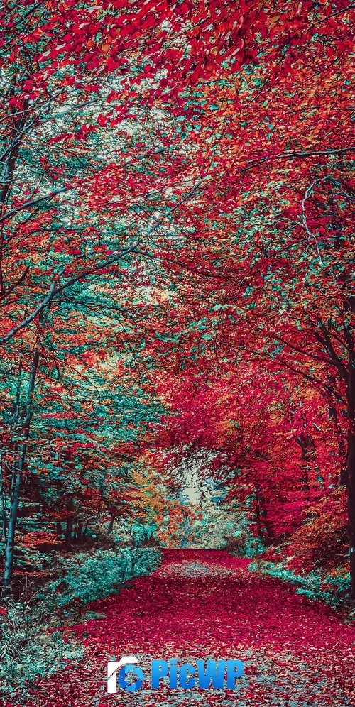 Autumn Forest Path 3K Mobile Wallpaper