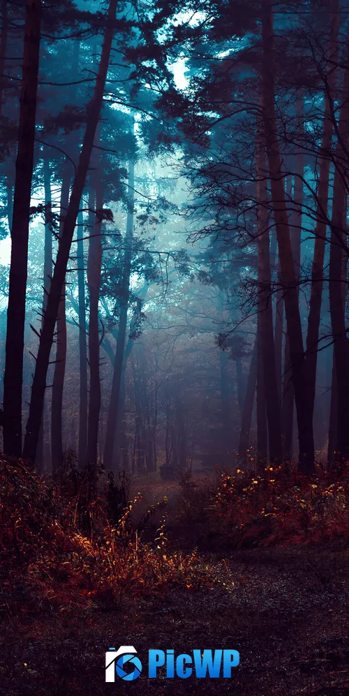 Forest Fog 3K Mobile Wallpaper
