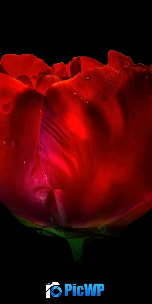 Red Rose AMOLED 3K Mobile Wallpaper