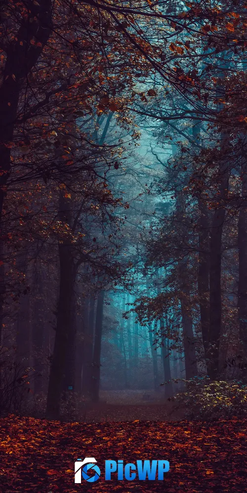 Forest Fall Foliage 3K Mobile Wallpaper