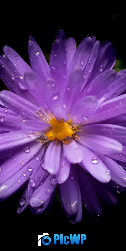Aster flower Purple Flower 3K Mobile Wallpaper