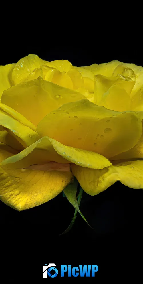 Yellow Rose Yellow flower 3K Mobile Wallpaper