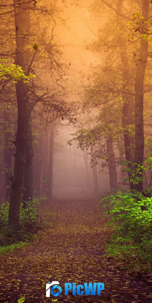 Autumn Mist 3K Mobile Wallpaper