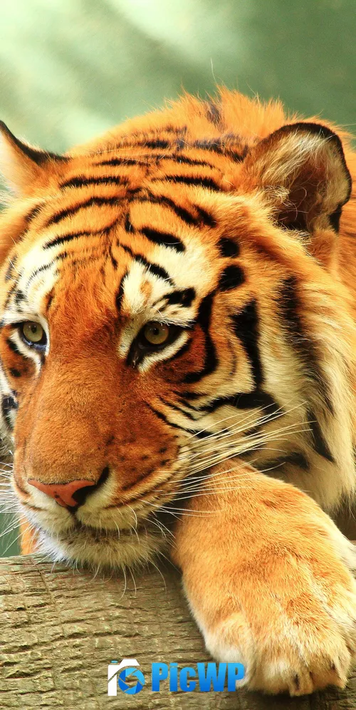 Tiger Log 3K Mobile Wallpaper