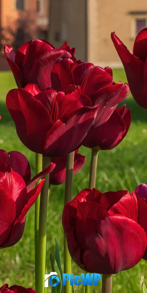 Red Tulips Red flowers 3K Mobile Wallpaper
