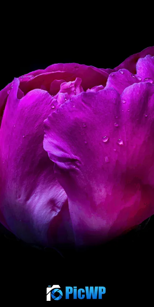 Pink flower Dew Drops 3K Mobile Wallpaper