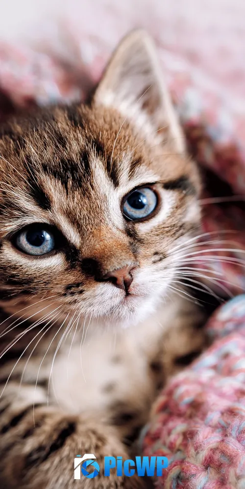 Cute Kitten Aesthetic 3K Mobile Wallpaper