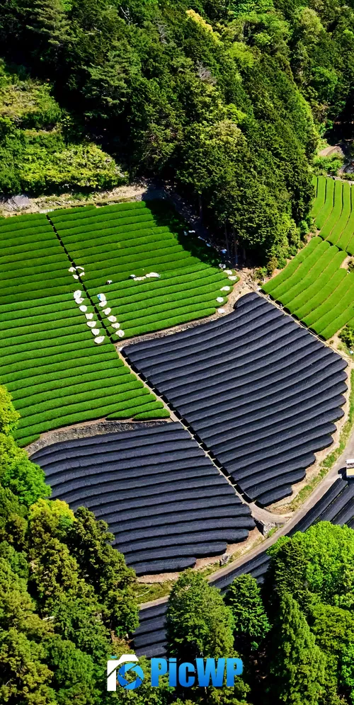 Tea form Tea fields 3K Mobile Wallpaper