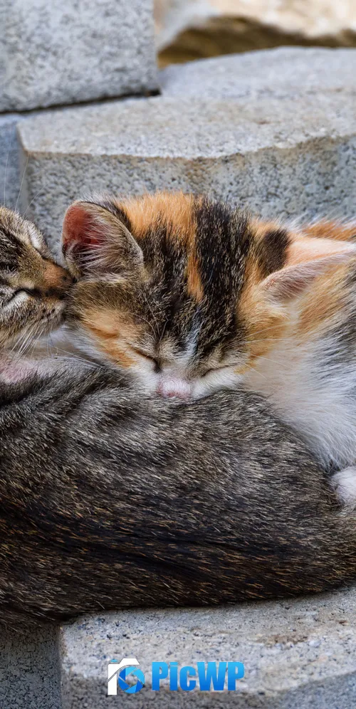Sleeping Kittens 3K Mobile Wallpaper