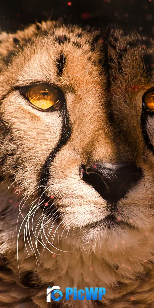 Cheetah Southeast African cheetah 3K Mobile Wallpaper
