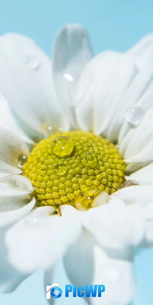White daisy Daisy flower 3K Mobile Wallpaper