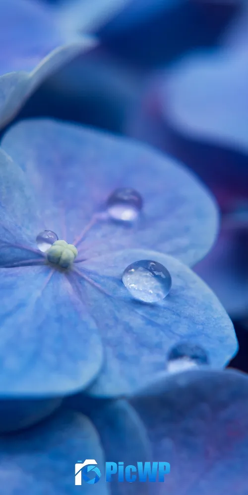 Hydrangea Flowers Blue flowers 3K Mobile Wallpaper