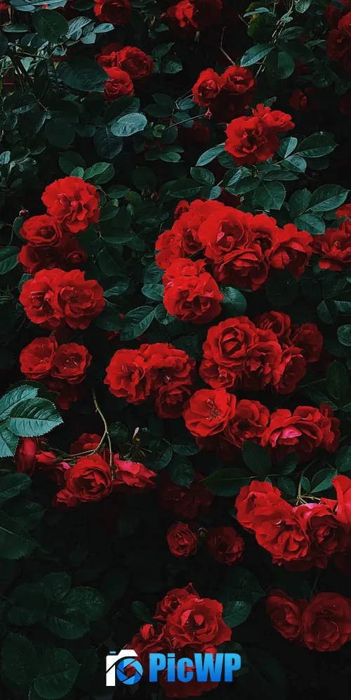 Garden roses Hybrid roses 3K Mobile Wallpaper