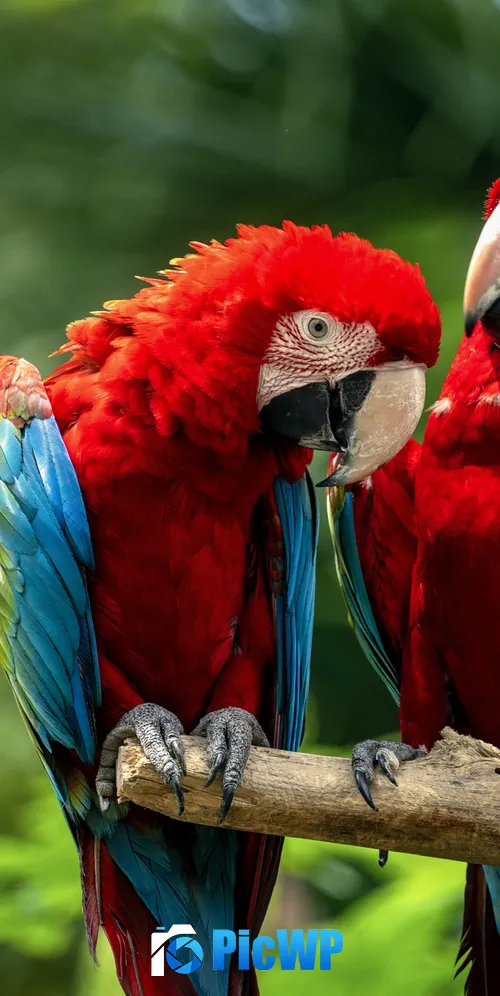Macaw birds Couple 3K Mobile Wallpaper