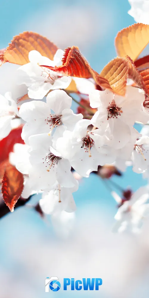 Cherry blossom Cherry flowers 3K Mobile Wallpaper