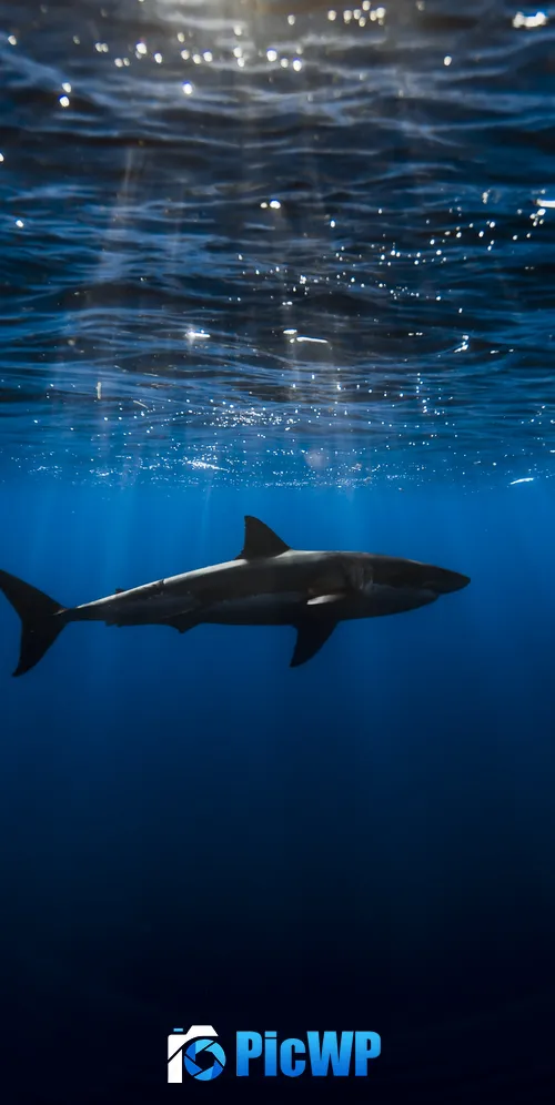 Great white shark Underwater 3K Mobile Wallpaper