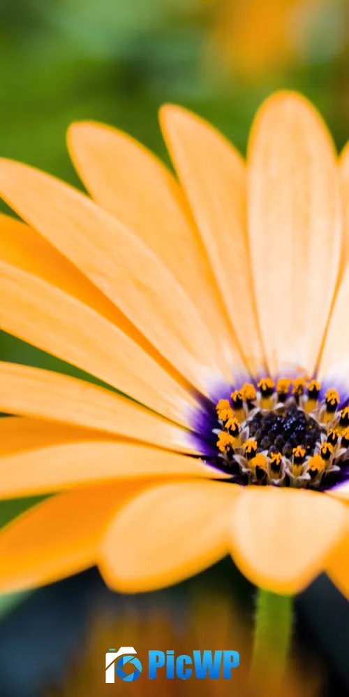 Daisy flower Blossom 3K Mobile Wallpaper