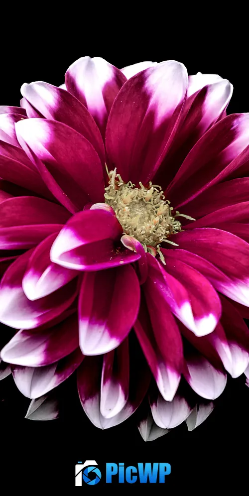 Dahlia flower Purple Red 3K Mobile Wallpaper