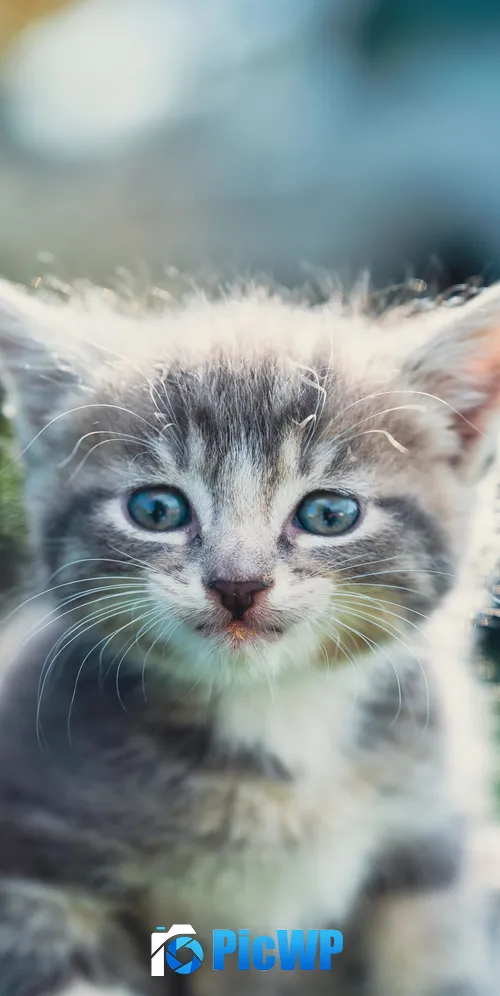 Kitten Closeup 3K Mobile Wallpaper