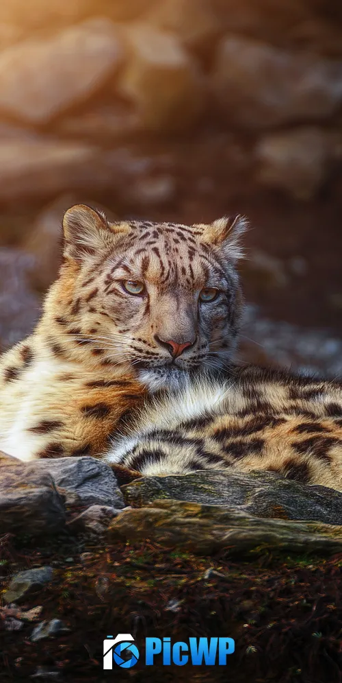 Snow leopard Wild animal 3K Mobile Wallpaper