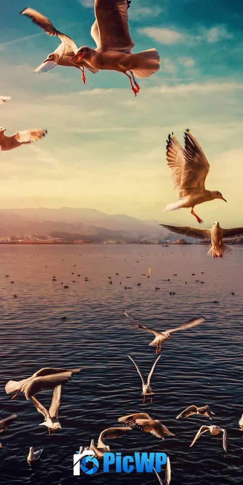 Seagulls Lake 3K Mobile Wallpaper
