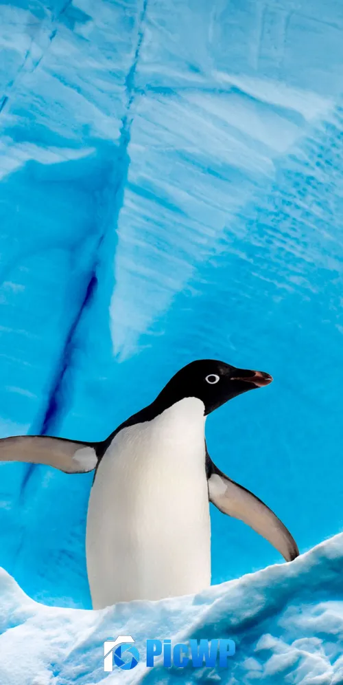 Penguin Ice berg 3K Mobile Wallpaper