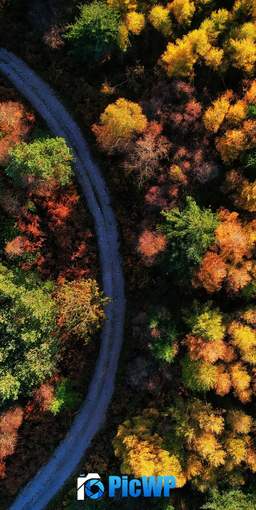 Autumn trees 3K Mobile Wallpaper