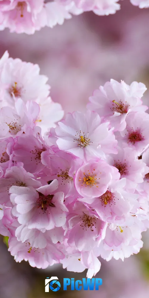 Cherry blossom Bloom 3K Mobile Wallpaper