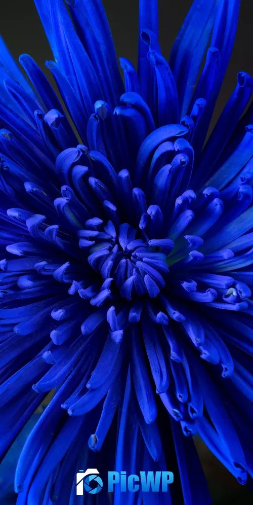 Blue flower Chrysanthemum 3K Mobile Wallpaper