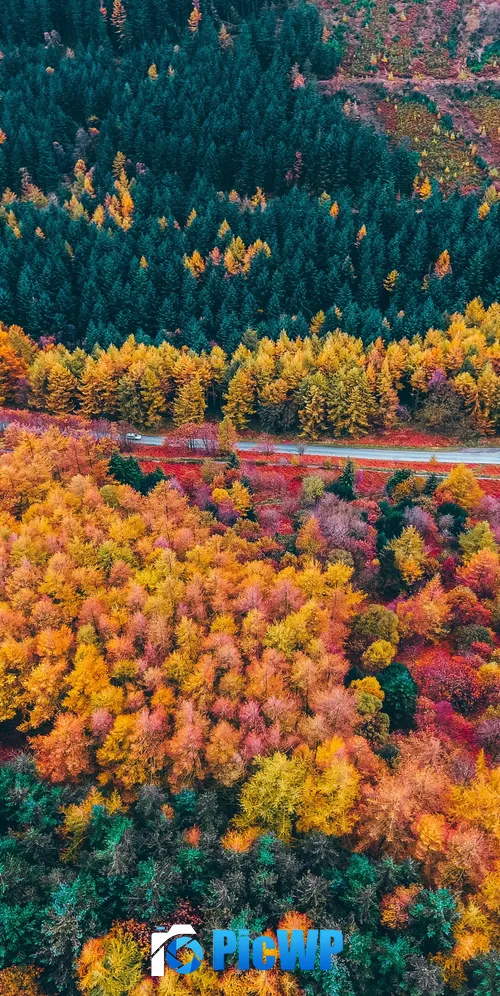 Autumn Forest Drone photo 3K Mobile Wallpaper