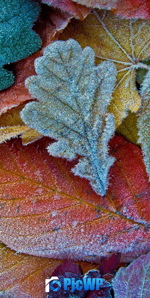 Autumn leaves Frost leaves 3K Mobile Wallpaper
