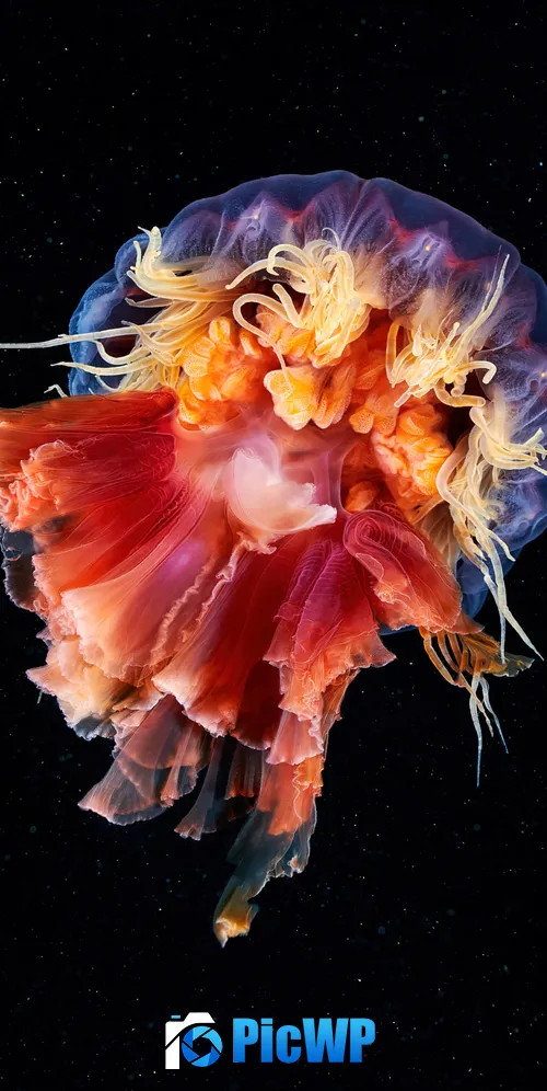 Jellyfish Cyanea capillata 3K Mobile Wallpaper