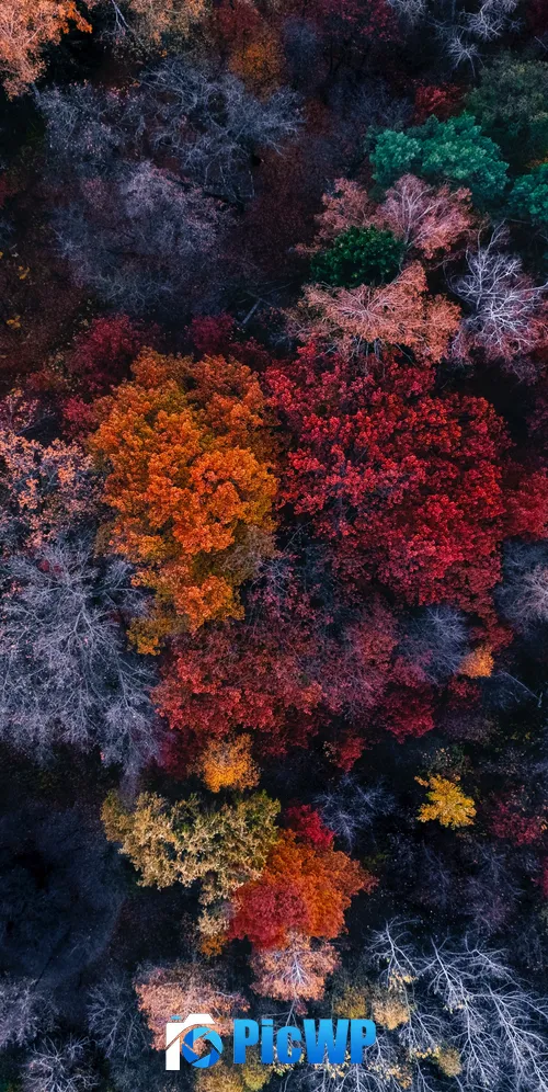 Autumn trees Aerial view 3K Mobile Wallpaper