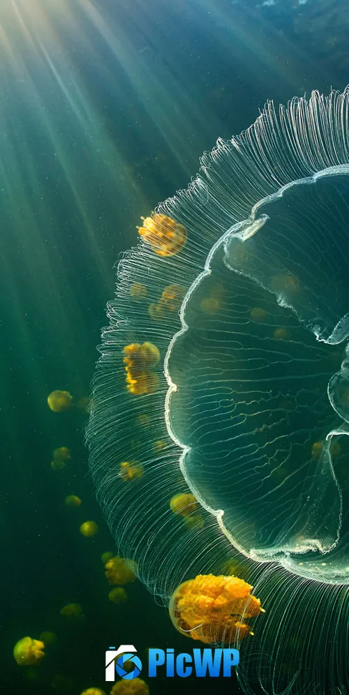 Jellyfish Raja Ampat Islands 3K Mobile Wallpaper