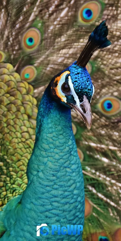 Peacock Bird 3K Mobile Wallpaper
