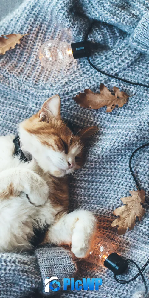 Cozy Cat 3K Mobile Wallpaper