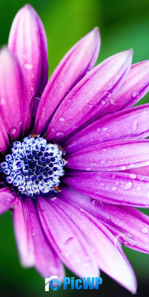 Pink Daisy Rain droplets 3K Mobile Wallpaper