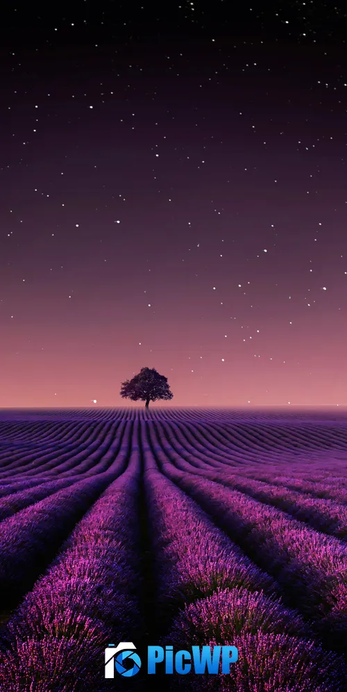 Lavender fields Solitude Tree 3K Mobile Wallpaper
