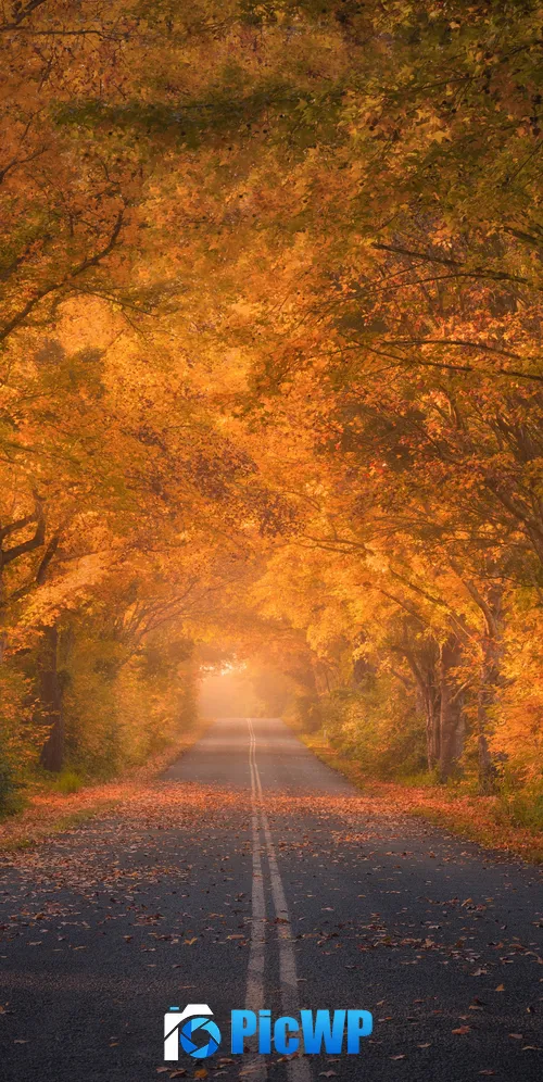 Autumn trees Road 3K Mobile Wallpaper