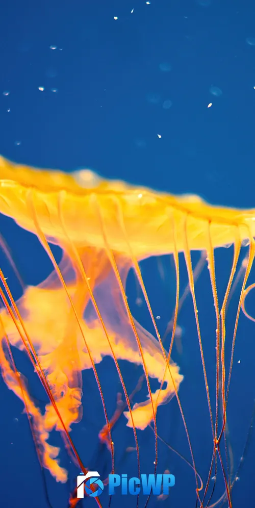 Jellyfish National Aquarium 3K Mobile Wallpaper