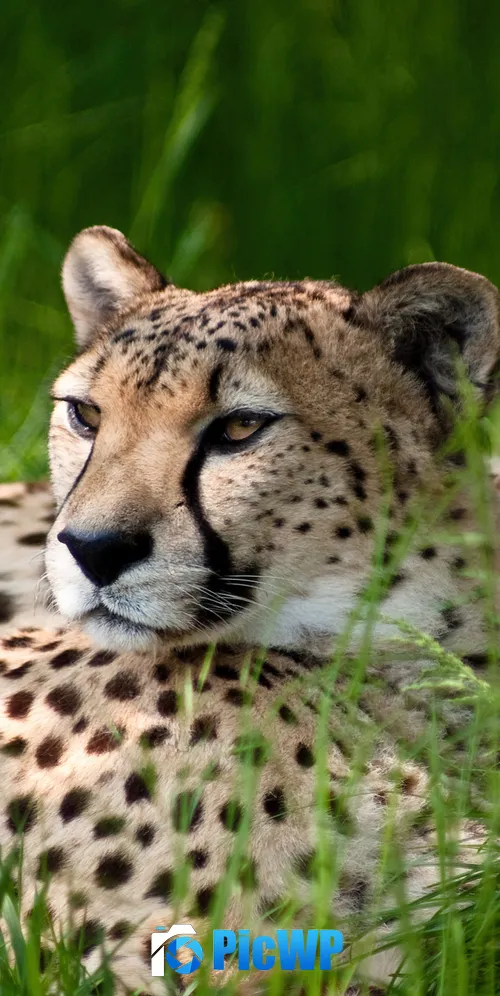 Cheetah Grass 3K Mobile Wallpaper