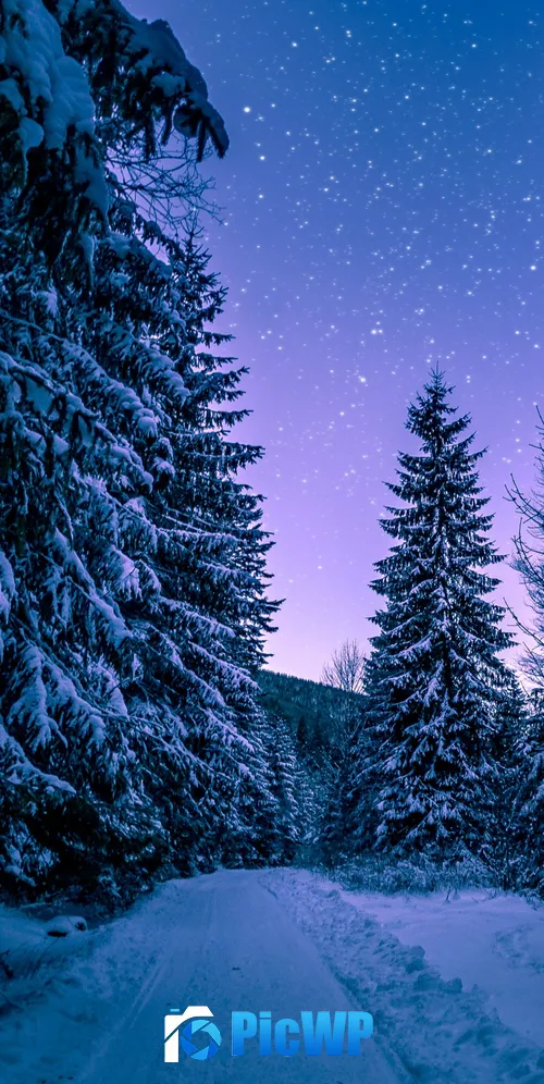 Winter Snowy Pine Trees Forest 3K Mobile Wallpaper