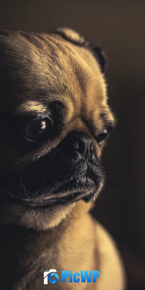 Fawn Pug Pet dog 3K Mobile Wallpaper
