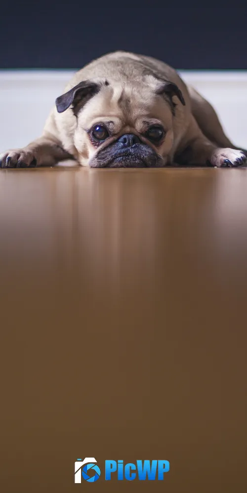 Fawn Pug On the floor 3K Mobile Wallpaper