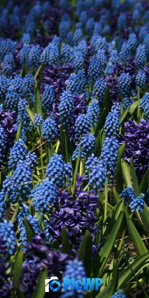 Lupine Field Blue flowers 3K Mobile Wallpaper