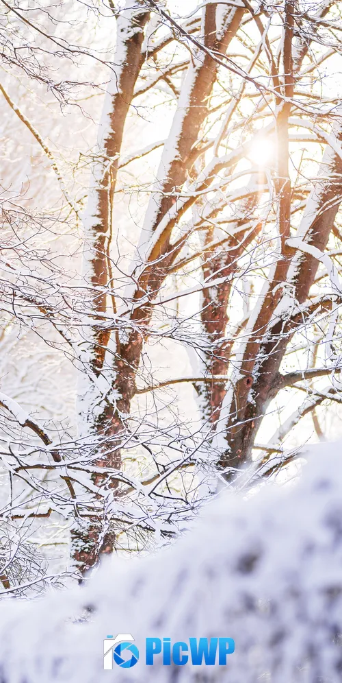 Snow covered Forest 3K Mobile Wallpaper